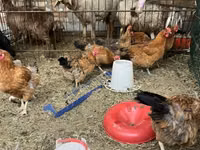 Chickens — Foto 1