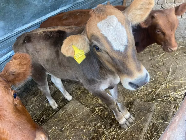 母牛, Alatau breed — 哈萨克斯坦