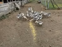 Geese — 5-сурет