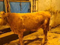 गाय, Simmental cattle — फ़ोटो 2