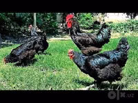 Chickens — 5-сурет