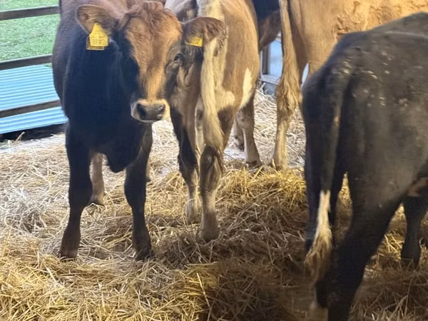 गाय, Simmental cattle