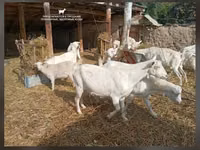 Cabro, Saanen goat — foto 4