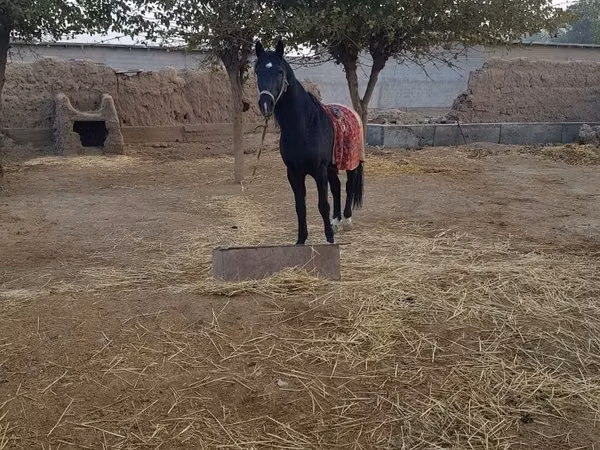 Hengst, Pferde — Usbekistan
