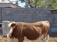 Бұқа, Swiss cattle — 1-сурет