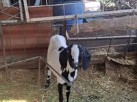 Ziege, Nubian Goat — Foto 4