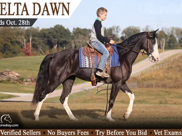 घोड़ी, Racking Horse