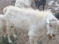 母山羊, Alpine goat — 照片 1