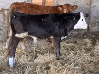 Toro, Simmental cattle — foto 2