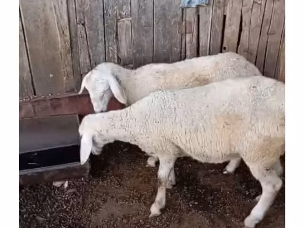 نعجة, الأغنام