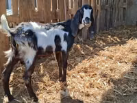 Ziegenbock, Kamori goats — Foto 3