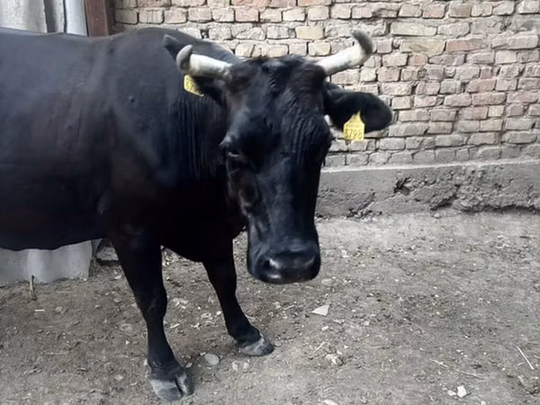 Kuh, Swiss cattle