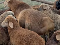 كبش, Edilbay sheep — الصورة 1