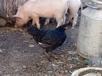 Schweine (Partie, Geschlecht nicht angegeben), Schweine — Foto 1