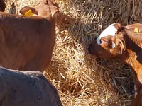 Rinder (Partie, Geschlecht nicht angegeben), Simmental cattle — Foto 3