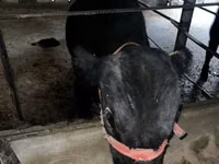 Rinder (Partie, Geschlecht nicht angegeben), Aberdeen-Angus — Foto 1