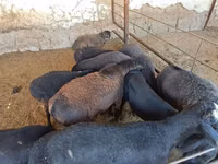 Ram, Sheep — photo 1