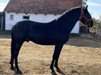 Hengst, Nonius horse — Foto 2