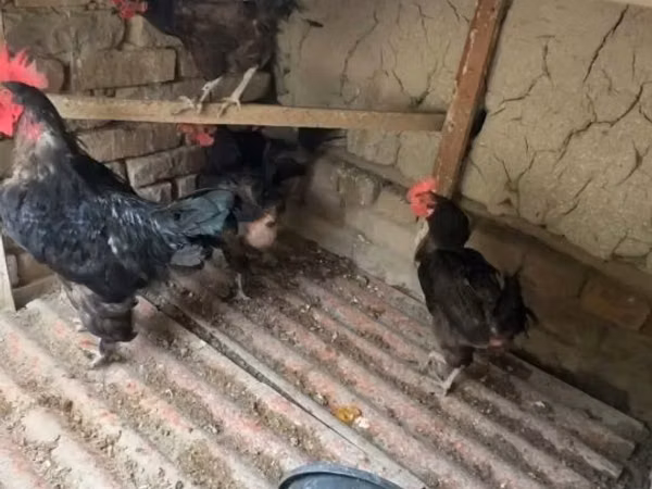 Chickens — أوزبكستان