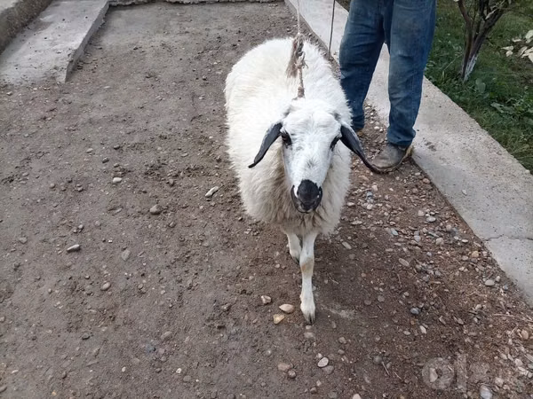 Sheep, Sheep