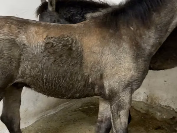 خيول (دفعة، الجنس غير محدد), Kazakh horse