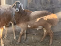 Carnero, Arashan sheep — foto 2