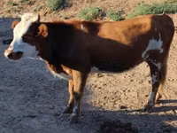 母牛, Kazakh White-headed cow — 照片 1
