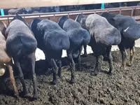 Қошқар, Hissar sheep — 1-сурет