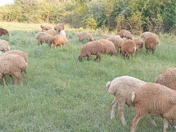 Овцы (партия, пол не указан), Бараны