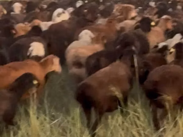 Schaf, Edilbay sheep