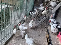 Chickens — Foto 1