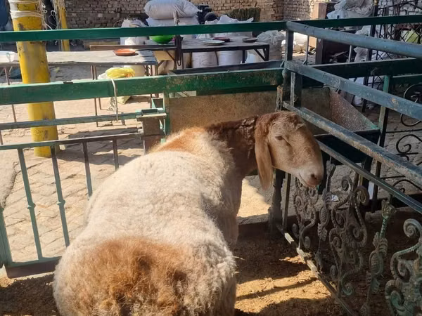كبش, الأغنام — أوزبكستان