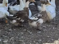 كريستد — الصورة 3