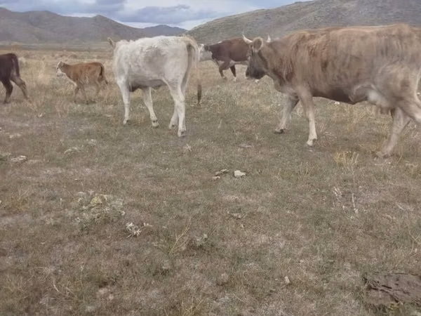 母牛, Cattle — 哈萨克斯坦