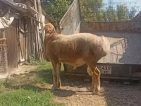 Carnero, Arashan sheep — foto 5