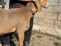 Schaf, Arashan sheep — Foto 3