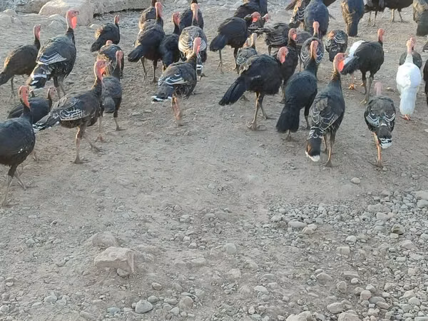 Turkeys