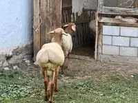 Widder, Rhon sheep — Foto 8