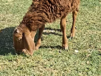 Ovejas (lote, sexo no especificado), Ovejas — foto 2