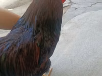 Barnevelder — Foto 2