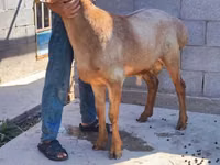 Қошқар, Arashan sheep — 3-сурет