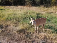 Echki, Nubian Goat — 6-rasm