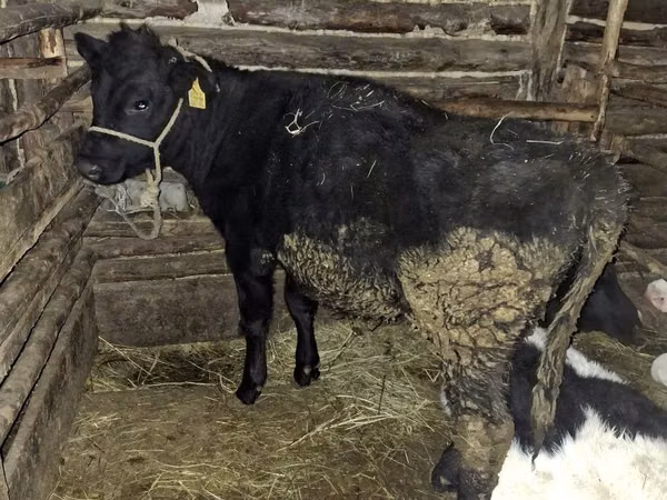 母牛, Aberdeen-Angus — 哈萨克斯坦