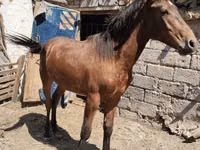 حصان, Thoroughbred horse — الصورة 3