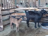母山羊, Goats — 照片 1