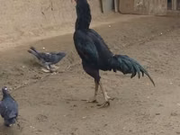 Chickens — 5-rasm