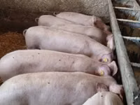 公猪, Pigs — 照片 1