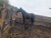Mare, Horses — photo 2