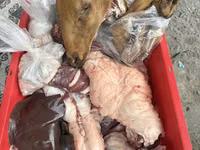 Carnero, Merino sheep — foto 5