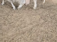 Ziegen (Partie, Geschlecht nicht angegeben), Ziegen — Foto 4